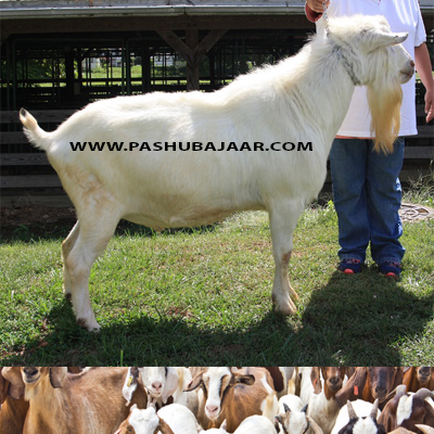 Goats for Bakra Eid (Id ul Adha) Qurbani ~ Buy Goats or 