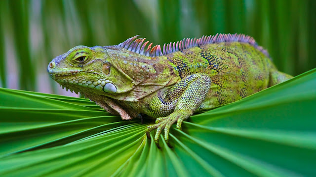 iguana