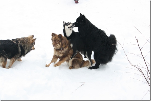 Lapphundtreff Tueneset 2010 071