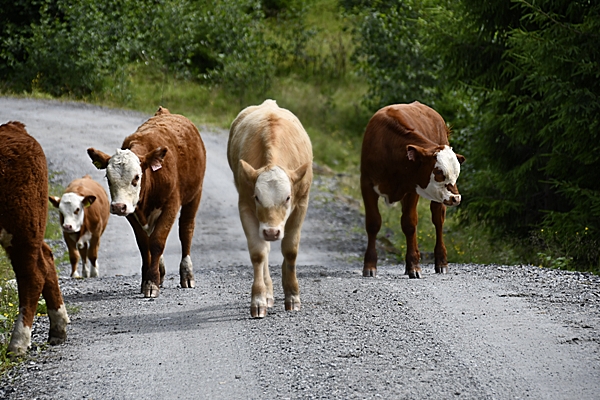 kuer kalver hereford kviger