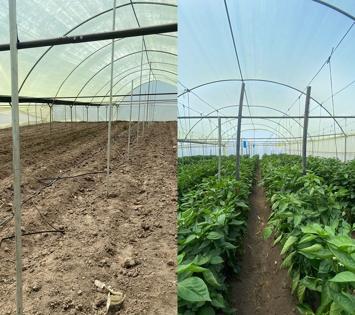 Everything about setting a greenhouse in Kenya