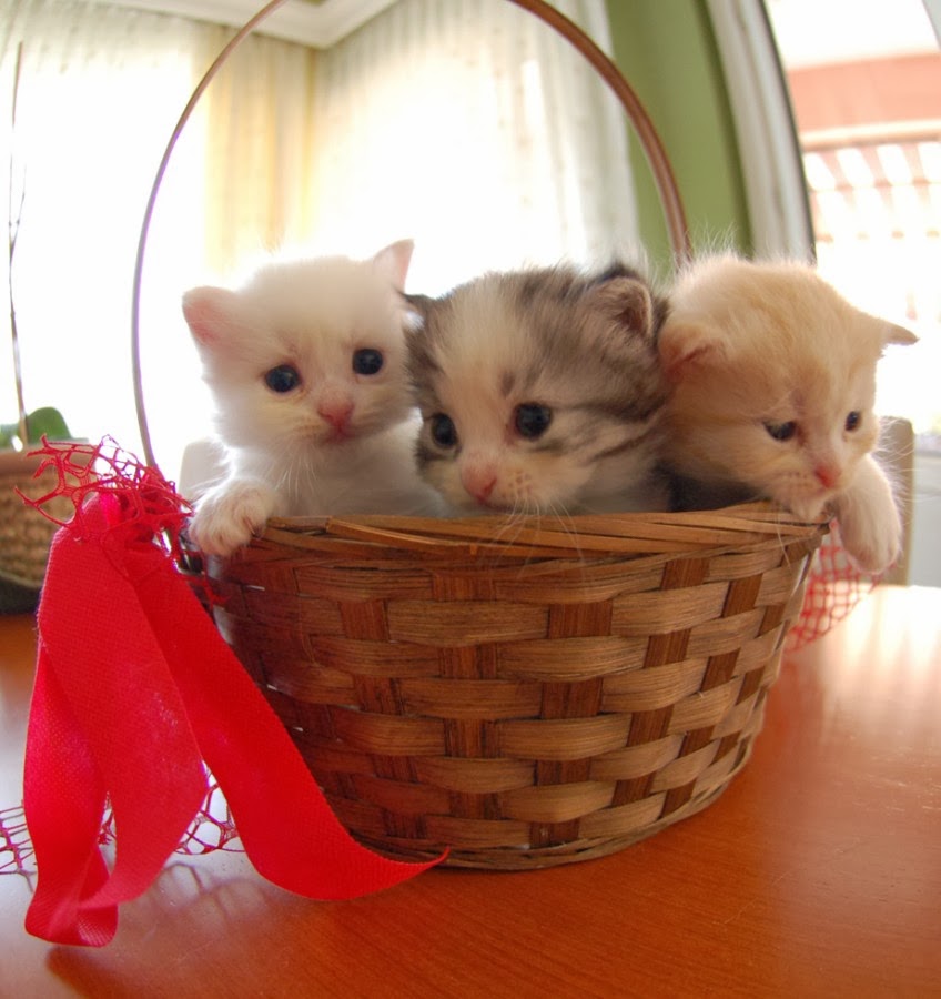 The Cutest  Kitten Family on Earth  Best Photography Art 