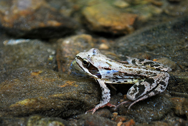 Close-up of frog in water and reflections removed using polarizing filter