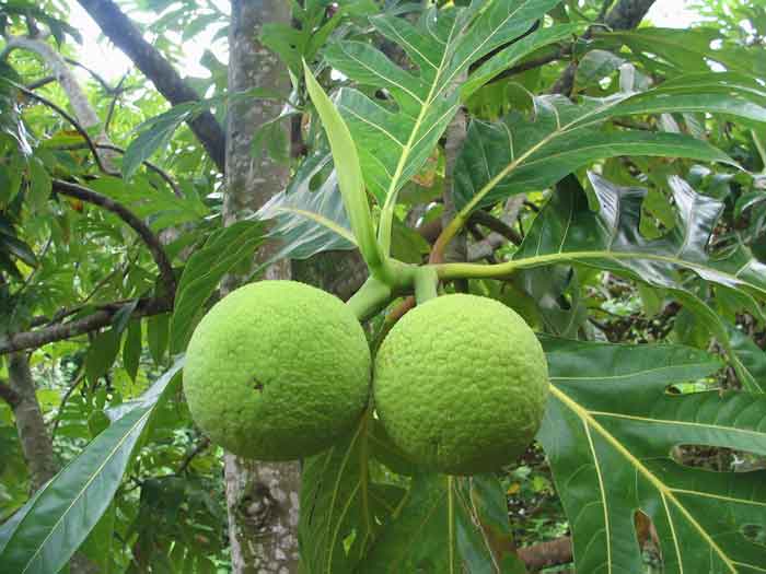 The Bread Fruit Tree