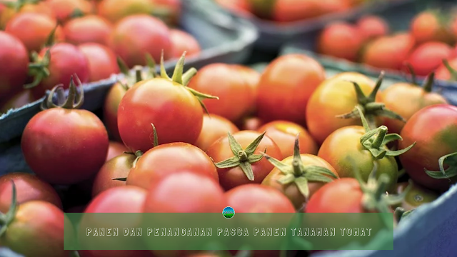 Panen dan Penanganan Pasca Panen Tanaman Tomat