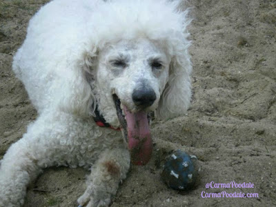 Carma Poodale in the sand