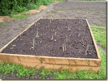 Asparagus bed