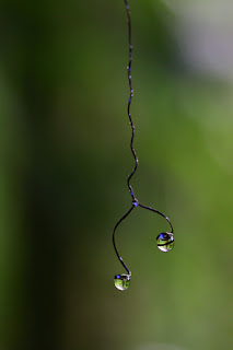 Dried tendril hanging with water drop