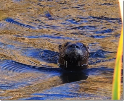 20130928_084126-otter