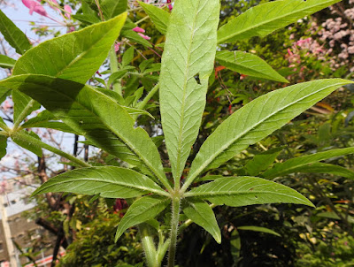 醉蝶花的葉（背面）