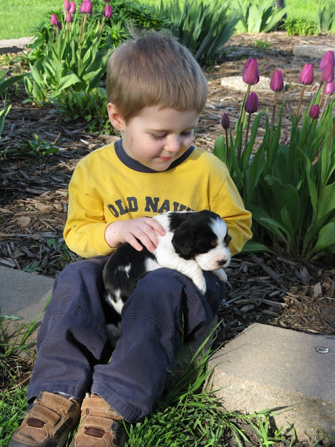 William holding an English Springer Spaniel puppy