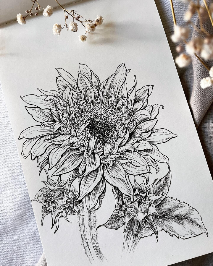 01-Sunflower-Flower-Drawings-Hiro-www-designstack-co
