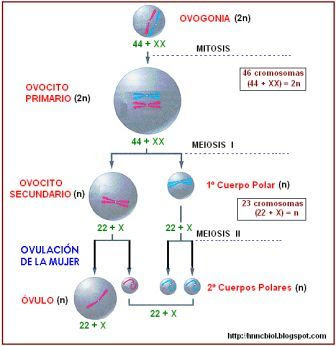 Ovogénesis