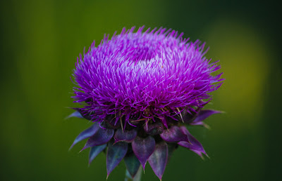 milk thistle seed can help treat urinary tract infections in dogs and cats