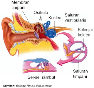 Apakah Anda menyukai dan memperhatikan jenis lagu yang Pintar Pelajaran Indra Pendengaran pada Manusia (Telinga) : Struktur Fungsi Bagian