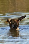 IMG_4668