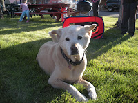 Chowder loved people watching and being outdoors.