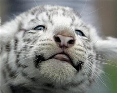 cute baby white tigers