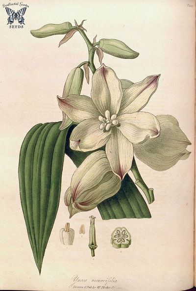 Yucca recurvifolia botanical illustration