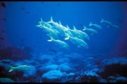 This photo shows a large school of fish swimming in a tropical ocean. Fish of all shapes and sizes including barracuda, great white shark, yellowtail snapper, coral and horse bass. A school of fish swims in sync, creating a spectacular sight.