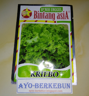 jual bibit selada