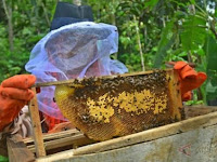 Faktor kegagalan ternak lebah madu