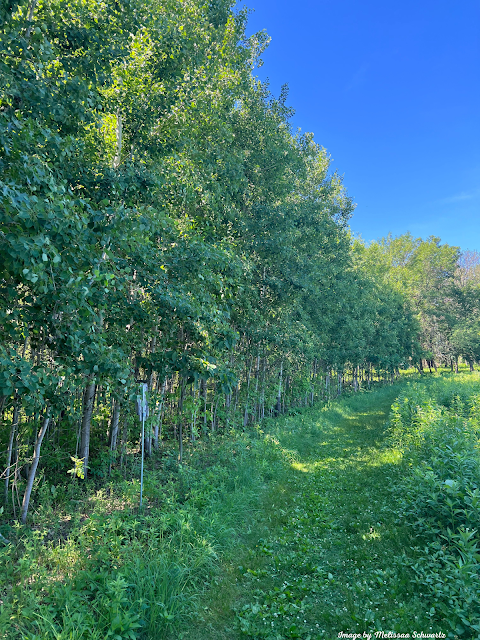 Hiking the boundary between the prairie and the forest.