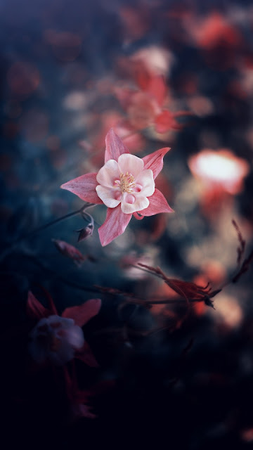 Wallpaper Flower, Pink, Bloom, Leaves, Petals