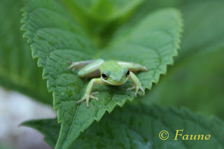 heart shaped leaf with frog