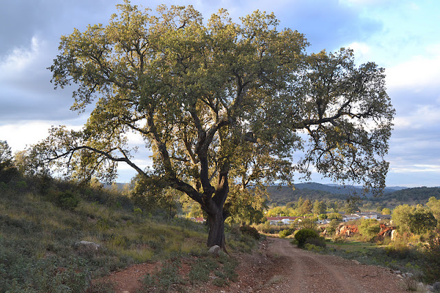 Alcornoque o Quercus Suber