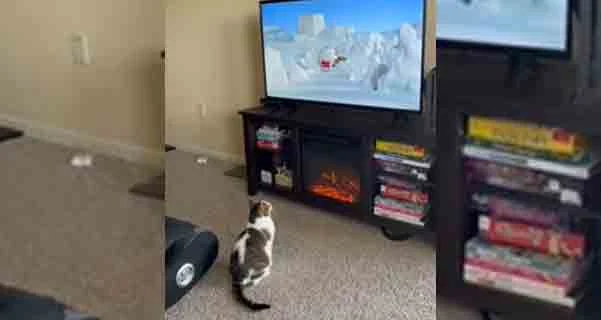 New Delhi, India, News, Top-Headlines, TV,Cartoon, Video, Animals, Fish, Social-Media, Instagram, Comments, This cat loves watching cartoons on TV. Watch adorable video.