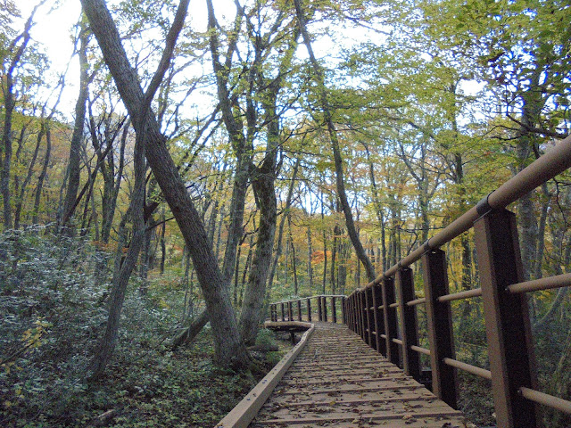 大山森の遊歩道