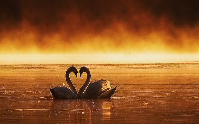 Beautiful Swan Love HD Wallpapers Free Download