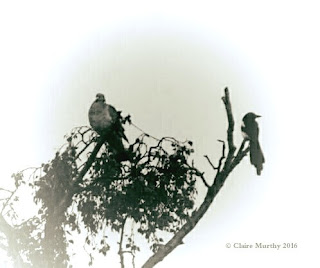 Birds nature challenge kent 30 days wild