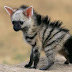 Aardwolf, Aardwolf Reproduction, Food Aardwolf part 1