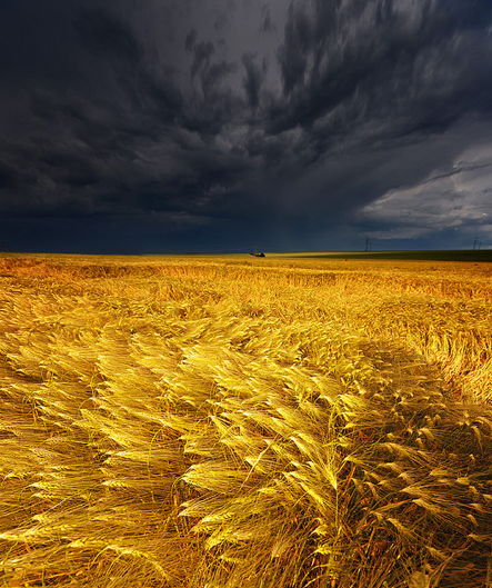 Coming Storm, Barley Field, Germany