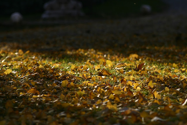 Winter leaves