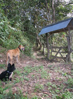 two dogs on trail in Puriscal