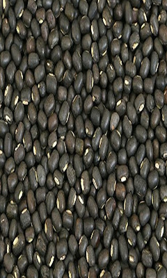 Urad