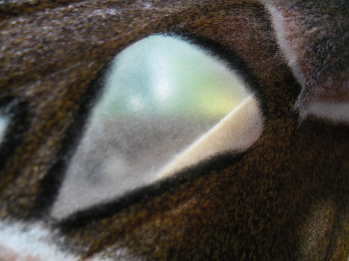 queen alexandra's birdwing butterfly wing close-up