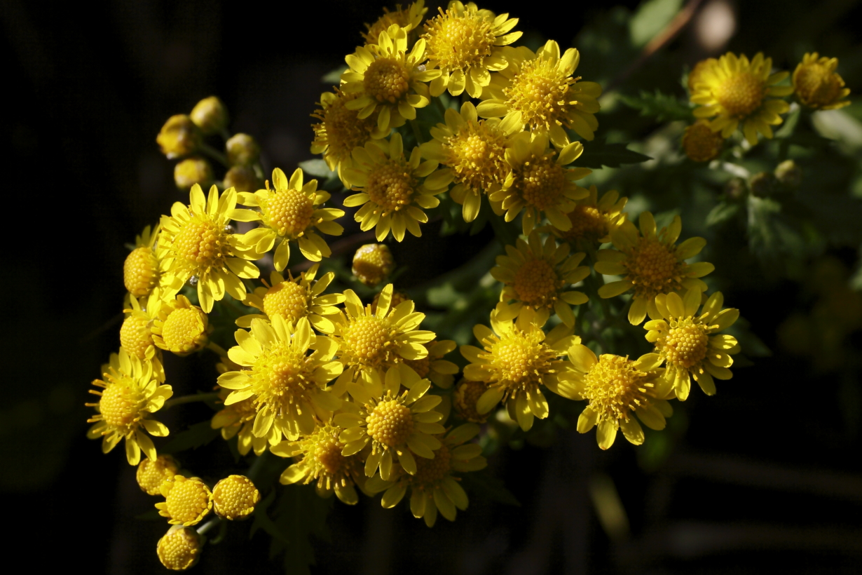 キクタニギク「菊渓菊」霜降／10.27  上州藤岡上日野