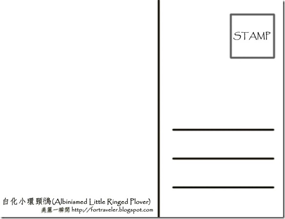 3月  白化症小環頸(背面)