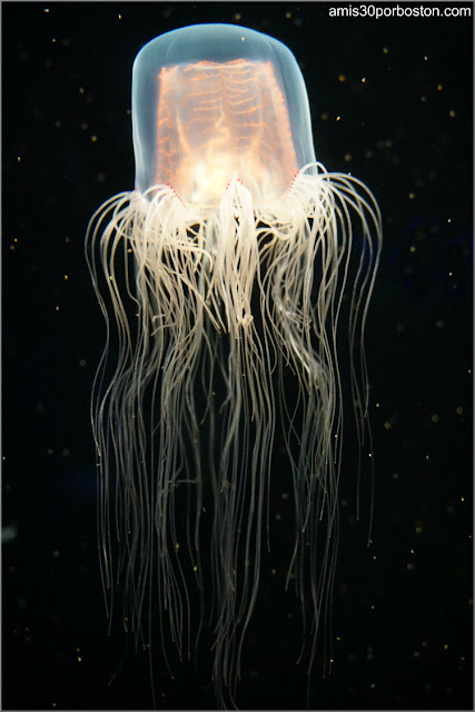 Medusa Spirocodon Saltator en el Acuario de Boston