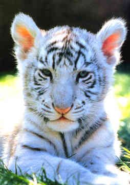 White Tiger