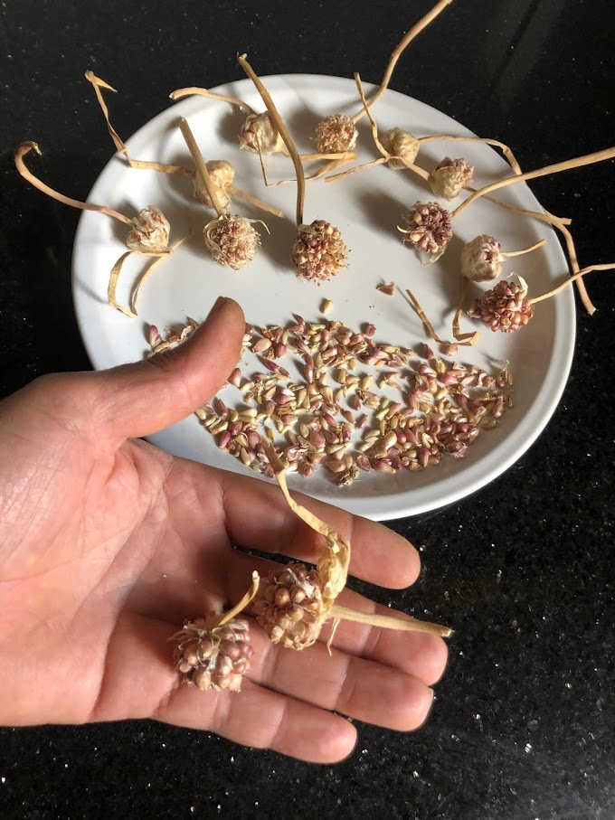 How To Grow Garlic From Bulbils Indoors