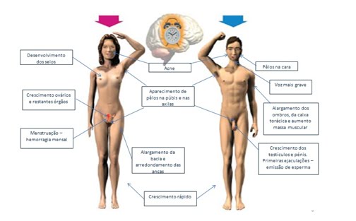 Resultado de imagem para orgãos reprodutores masculino e feminino