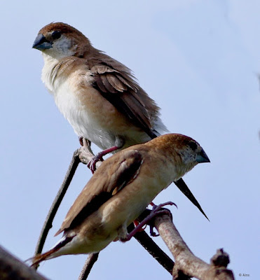 "Indian Silverbill - Euodice malabarica ,a pair sitting on branch."