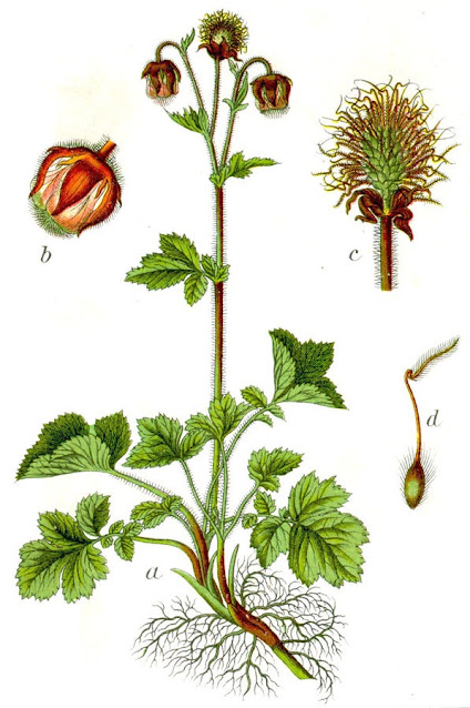 Ботаническая иллюстрация Geum rivale