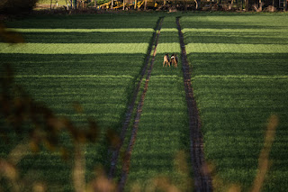 Deer Photo | Sutton Bridge | Sony RX10 IV