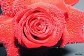 Flores - por Elder Prates